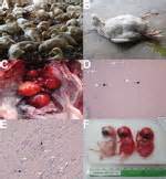 china duck flavivirus disease|Tembusu Virus in Ducks, China .